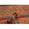 Tappeto Samarkand Pakistan 302x415 Terracotta R
