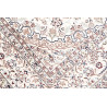 Tappeto Nain 6la Persia 124x191 Bianco Crema Pa