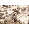 Tappeto Gabbeh Marrakech Pakistan 263x359 Crema