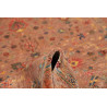 Tappeto Zigler Fine Pakistan 146x203 Rosso Matt