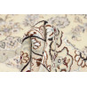 Rug Nain 9la Persia 128x205 Ivory Cream Navy Bl