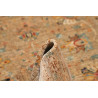 Hand Made Rug Ziegler Fine Pakistan 173x238 Bei